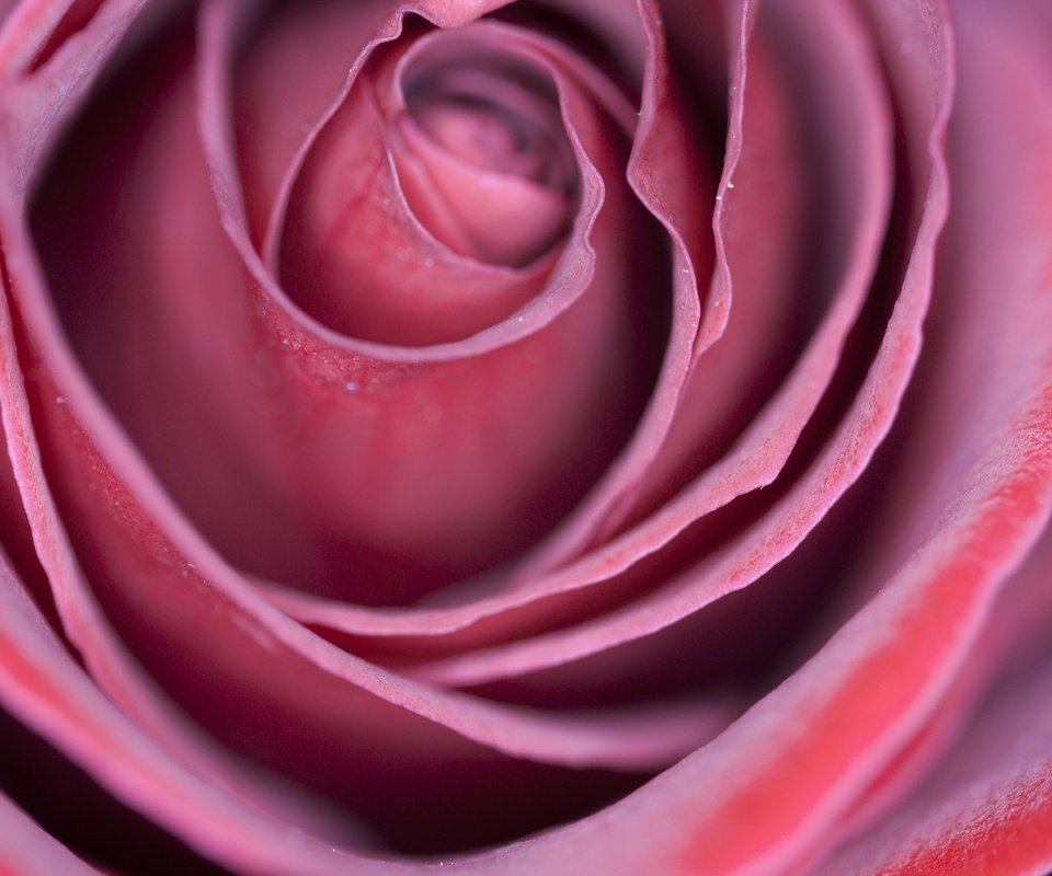 Обои макро, цветок, роза, лепестки, macro, flower, rose, petals разрешение 2880x1920 Загрузить