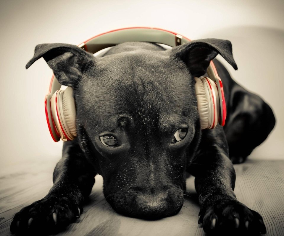 Обои морда, музыка, собака, наушники, щенок, face, music, dog, headphones, puppy разрешение 2560x1600 Загрузить