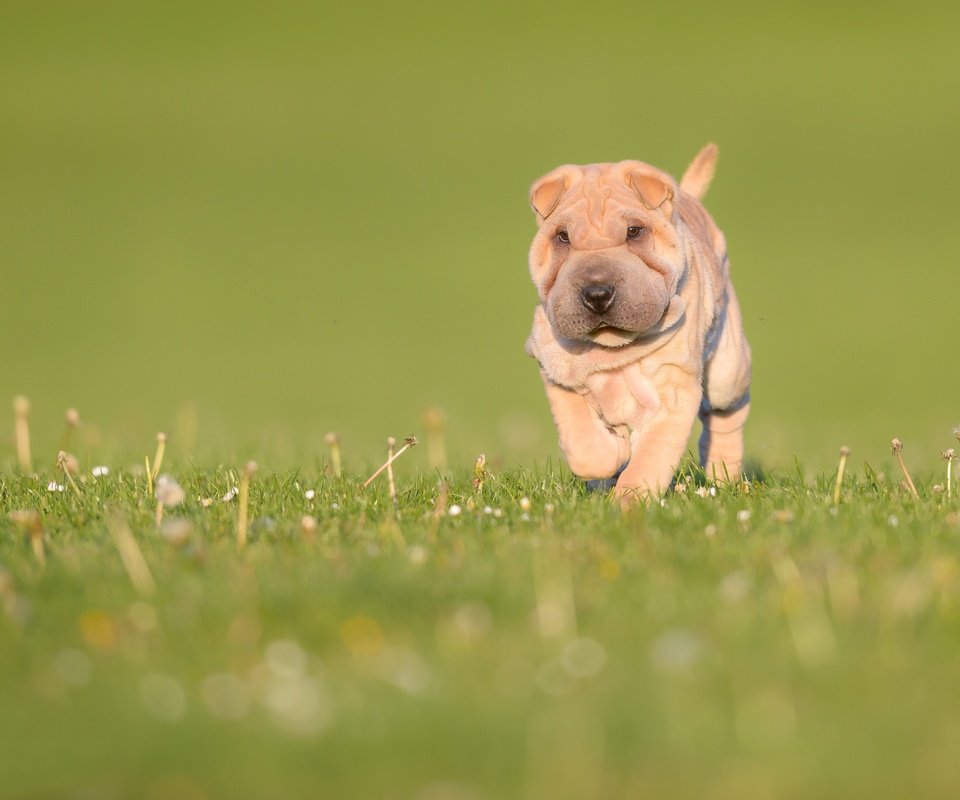 Обои трава, природа, зелень, собака, луг, щенок, боке, шарпей, grass, nature, greens, dog, meadow, puppy, bokeh, sharpay разрешение 3000x2002 Загрузить