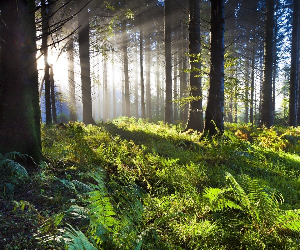 Обои деревья, солнце, зелень, лес, папоротник, солнечные лучи, trees, the sun, greens, forest, fern, the sun's rays разрешение 2880x1920 Загрузить