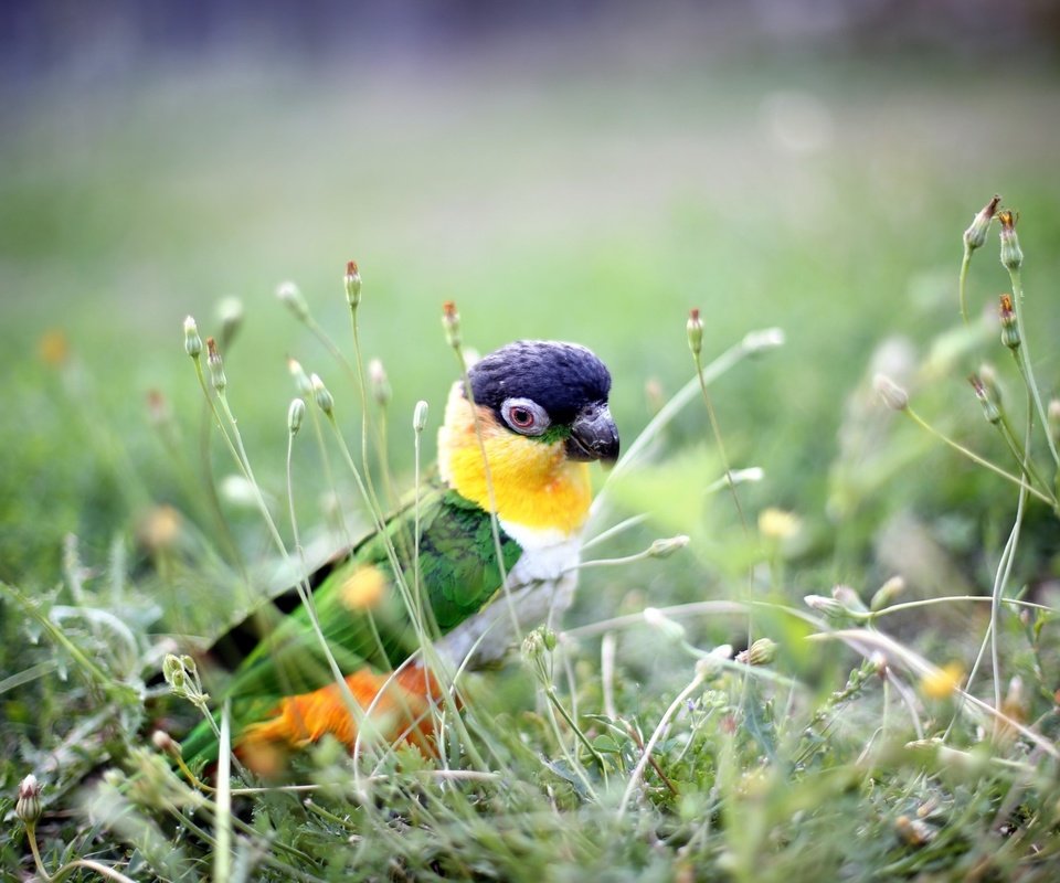 Обои трава, природа, растения, фон, птица, попугай, grass, nature, plants, background, bird, parrot разрешение 2048x1365 Загрузить