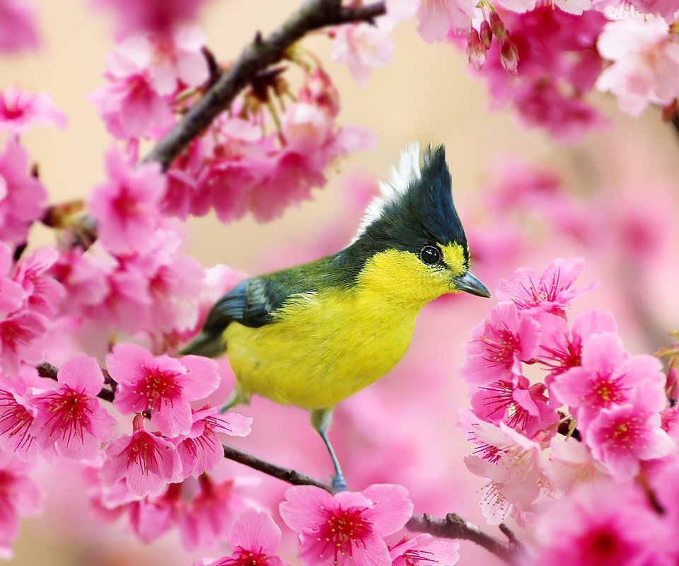 Обои ветка, цветение, птица, весна, вишня, синица, хохлатая синица, branch, flowering, bird, spring, cherry, tit, crested tit разрешение 2048x1365 Загрузить