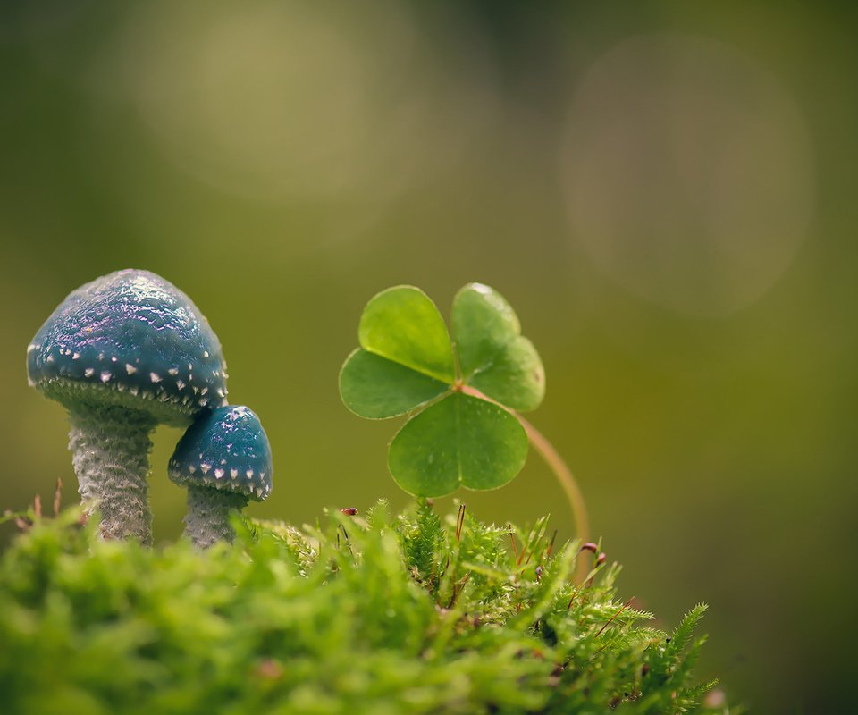 Обои макро, фон, грибы, мох, листики, кислица, строфария сине-зелёная, macro, background, mushrooms, moss, leaves, oxalis, stropharia blue-green разрешение 1920x1200 Загрузить