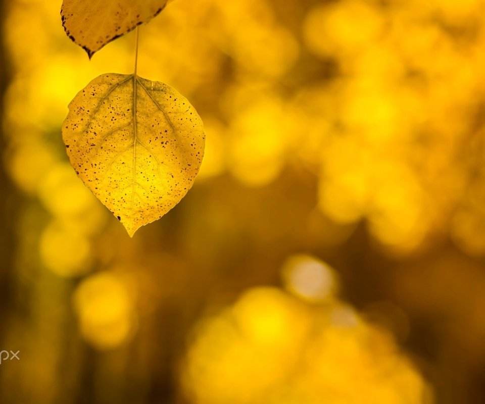 Обои природа, листья, макро, фон, осень, nature, leaves, macro, background, autumn разрешение 1920x1200 Загрузить
