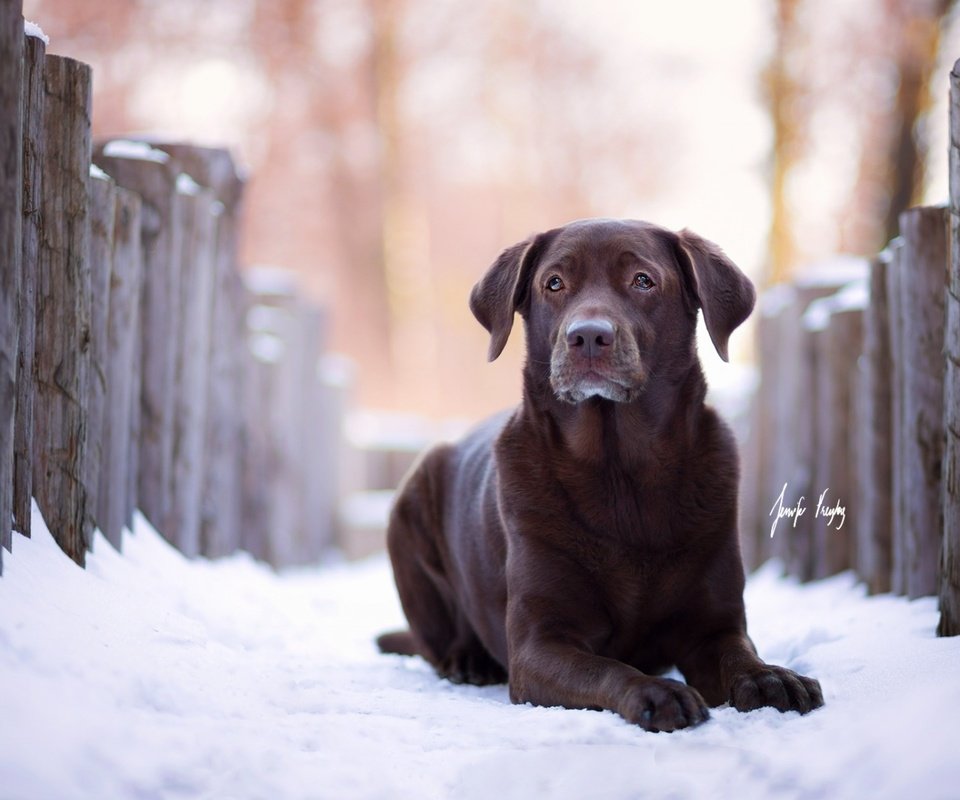 Обои зима, взгляд, собака, лабрадор, ретривер, winter, look, dog, labrador, retriever разрешение 1920x1200 Загрузить
