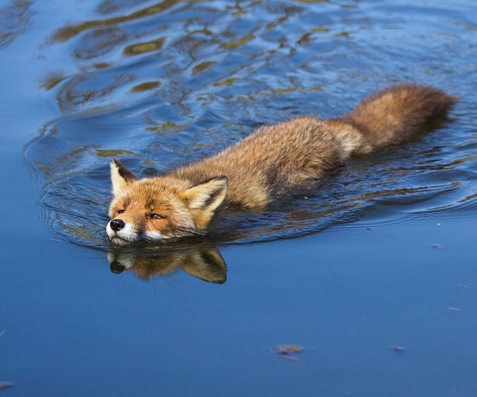 Обои вода, лиса, лисица, angela louwe, water, fox разрешение 1920x1200 Загрузить