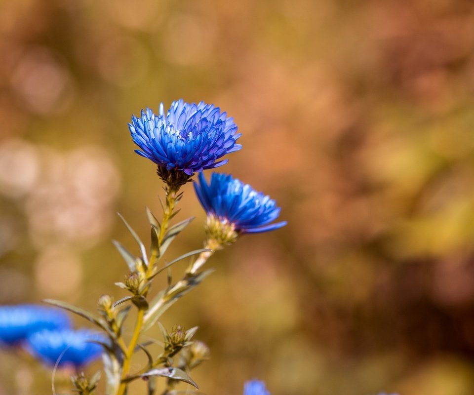 Обои цветы, синие, васильки, flowers, blue, cornflowers разрешение 2000x1335 Загрузить