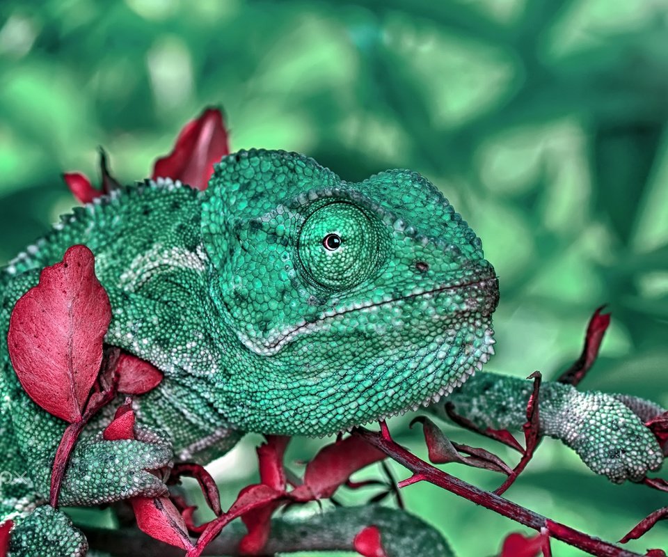 Обои макро, ящерица, растение, рептилия, хамелион, пресмыкающиеся, macro, lizard, plant, reptile, chameleon, reptiles разрешение 1920x1200 Загрузить