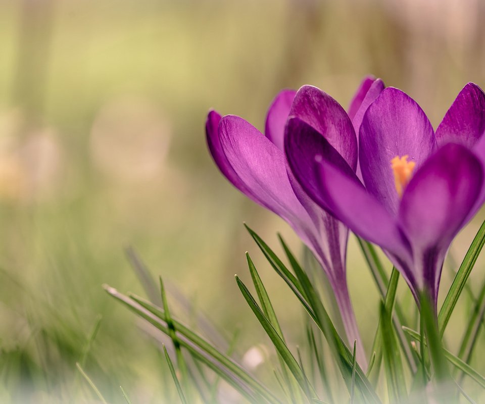 Обои цветы, трава, весна, крокусы, flowers, grass, spring, crocuses разрешение 1920x1200 Загрузить