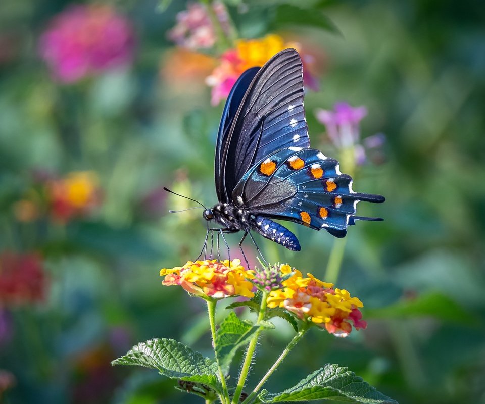 Обои цветы, макро, насекомое, бабочка, крылья, flowers, macro, insect, butterfly, wings разрешение 3822x2548 Загрузить