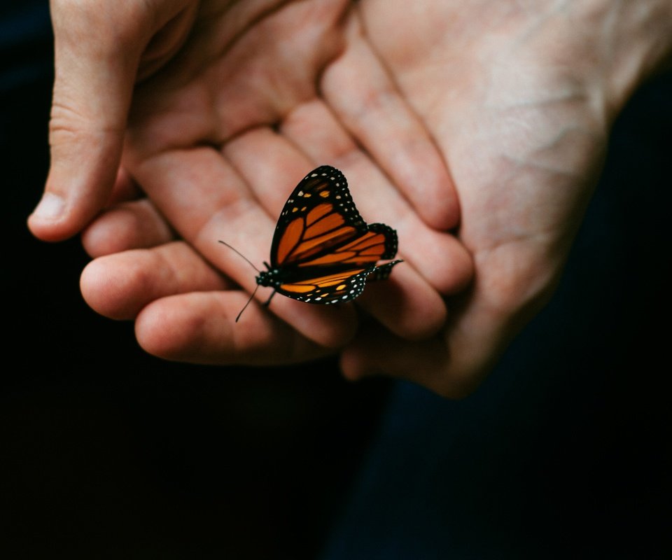 Обои макро, насекомое, бабочка, крылья, черный фон, руки, macro, insect, butterfly, wings, black background, hands разрешение 4288x2848 Загрузить