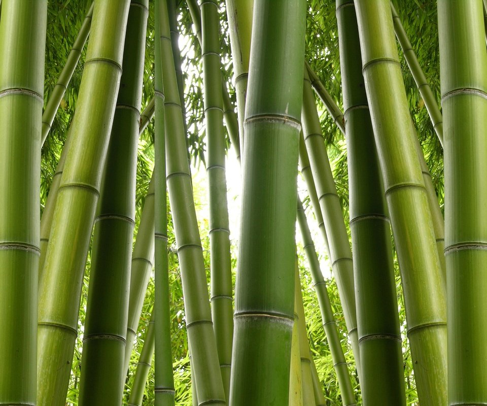 Обои природа, бамбук, заросли, nature, bamboo, thickets разрешение 6275x2824 Загрузить