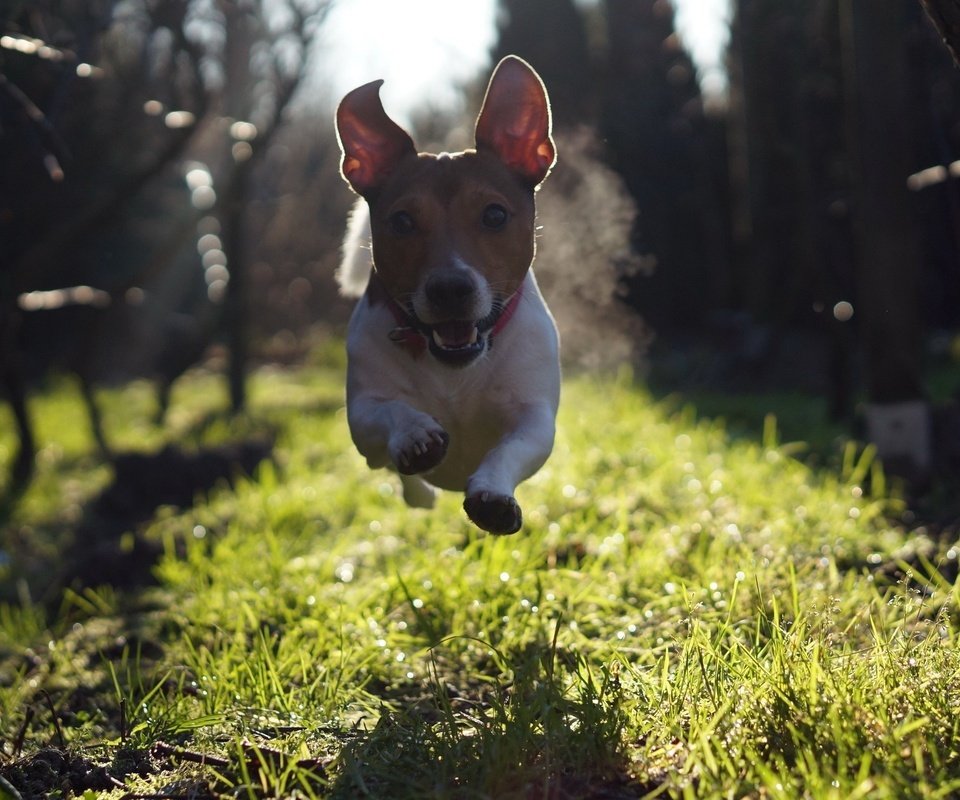 Обои трава, взгляд, собака, прыжок, бег, джек-рассел-терьер, grass, look, dog, jump, running, jack russell terrier разрешение 2560x1600 Загрузить