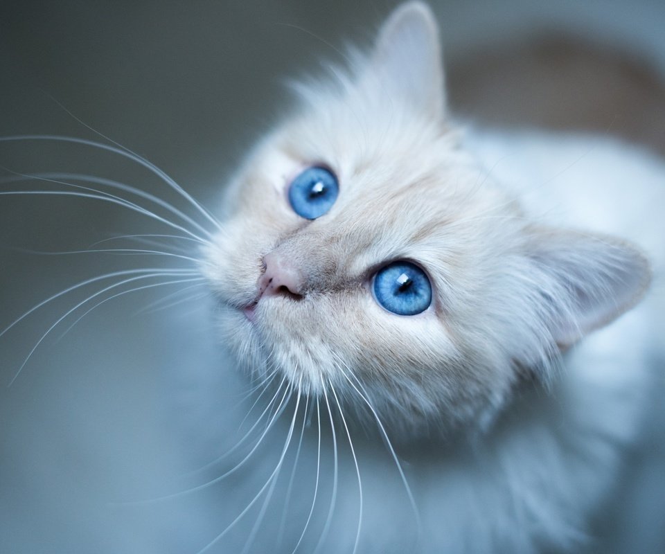 Обои глаза, фон, усы, кошка, взгляд, котенок, голубые глаза, eyes, background, mustache, cat, look, kitty, blue eyes разрешение 2880x1800 Загрузить