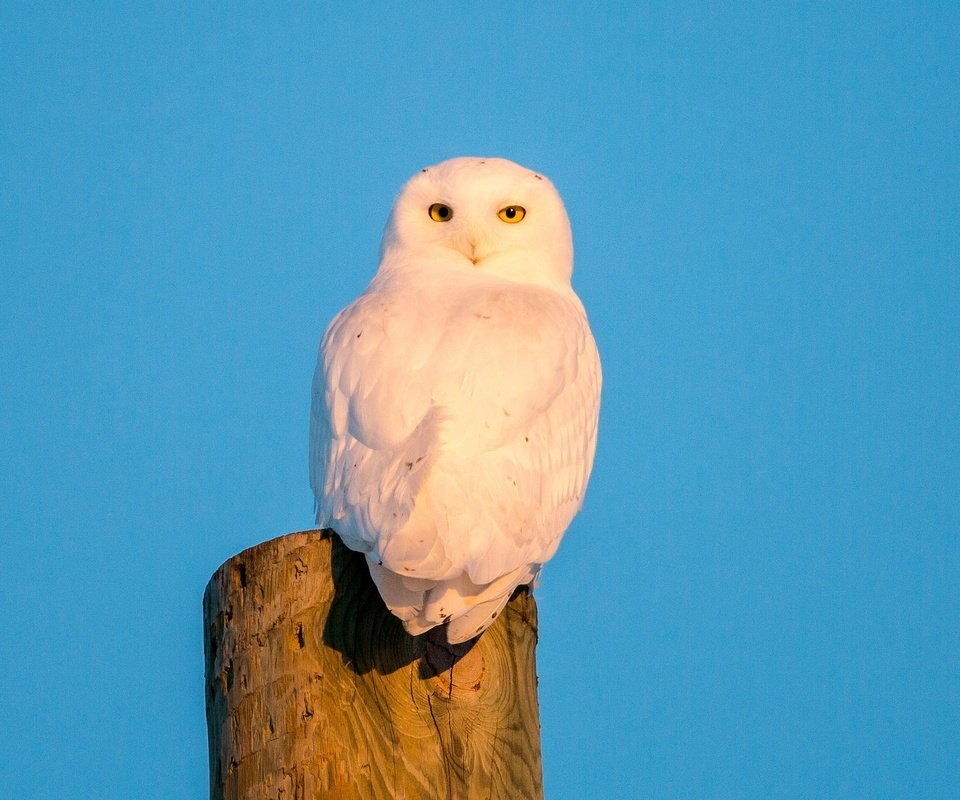 Обои небо, сова, птица, полярная сова, белая сова, the sky, owl, bird, snowy owl, white owl разрешение 2048x1365 Загрузить