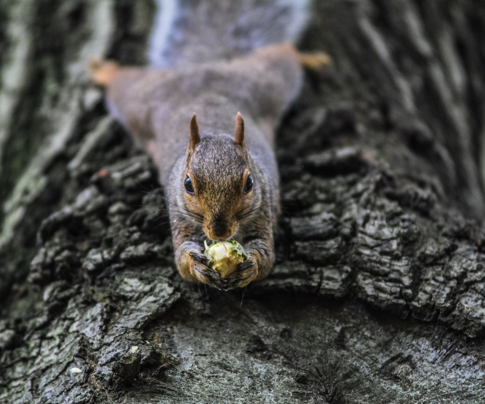 Обои дерево, белка, орех, белочка, tree, protein, walnut, squirrel разрешение 5184x3456 Загрузить