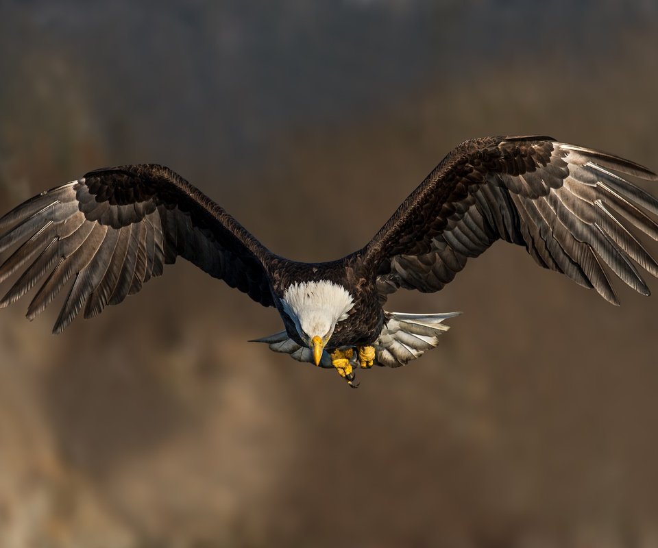 Обои полет, крылья, птица, клюв, белоголовый орлан, flight, wings, bird, beak, bald eagle разрешение 4887x3258 Загрузить