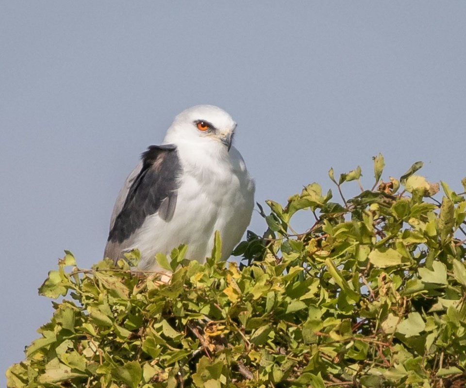 Обои дерево, листья, птица, коршун, белохвостый коршун, tree, leaves, bird, kite, white-tailed kite разрешение 2000x1333 Загрузить