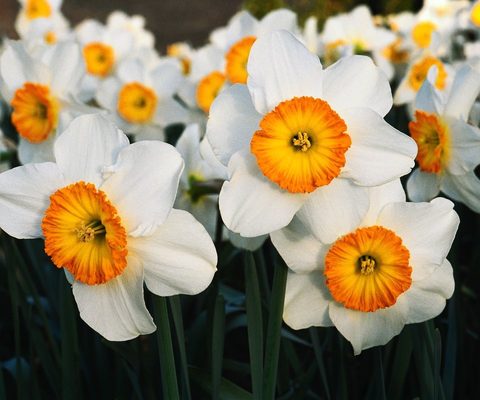 Обои цветы, лепестки, весна, нарциссы, flowers, petals, spring, daffodils разрешение 4200x2800 Загрузить