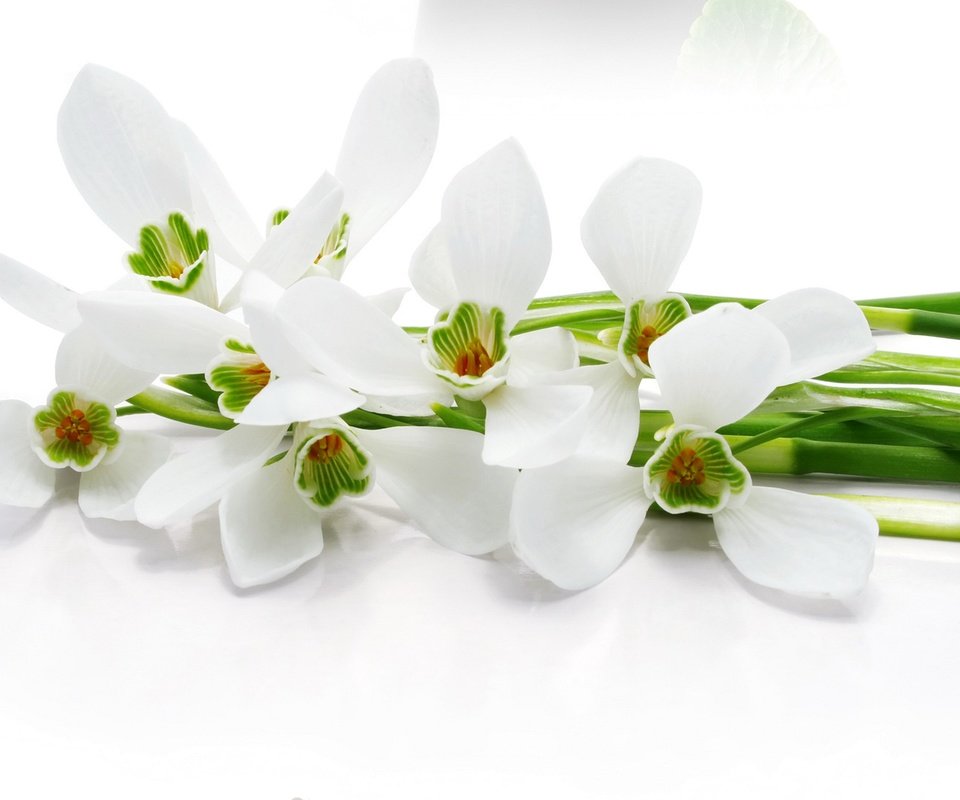 Обои цветы, белый фон, белые, стебли, орхидеи, flowers, white background, white, stems, orchids разрешение 3075x2200 Загрузить