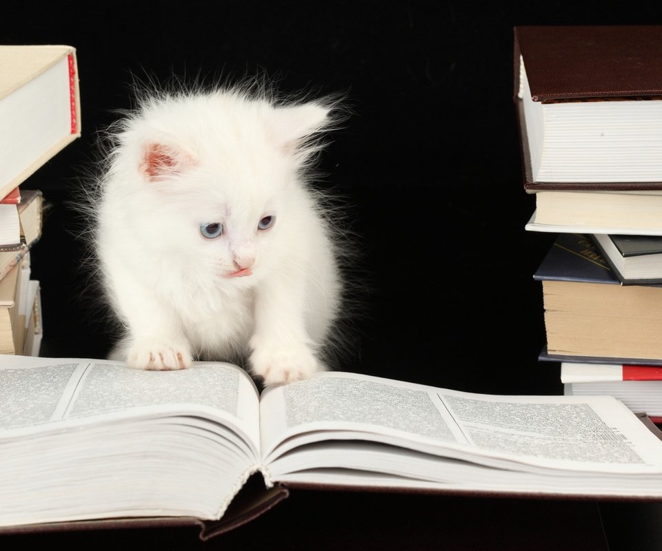 Обои книги, котенок, черный фон, кошечка, books, kitty, black background разрешение 2560x1600 Загрузить