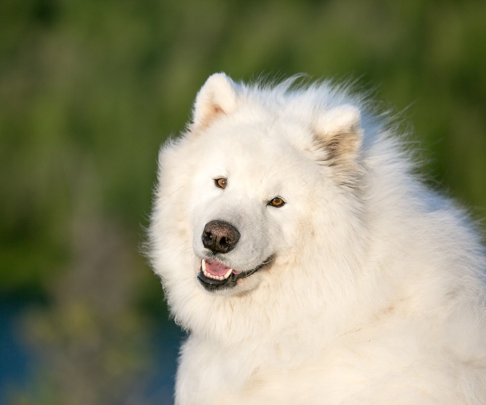 Обои глаза, мордочка, взгляд, собака, самоед, самоедская собака, eyes, muzzle, look, dog, samoyed, the samoyed разрешение 3960x2640 Загрузить