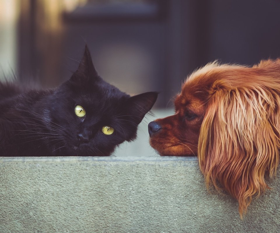 Обои животные, кошка, собака, друзья, черный кот, спаниель, animals, cat, dog, friends, black cat, spaniel разрешение 2175x1548 Загрузить