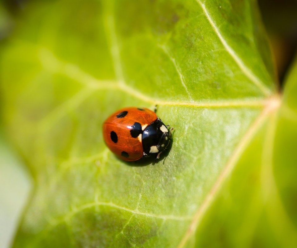 Обои природа, жук, насекомое, божья коровка, зеленый лист, nature, beetle, insect, ladybug, green leaf разрешение 6000x4000 Загрузить