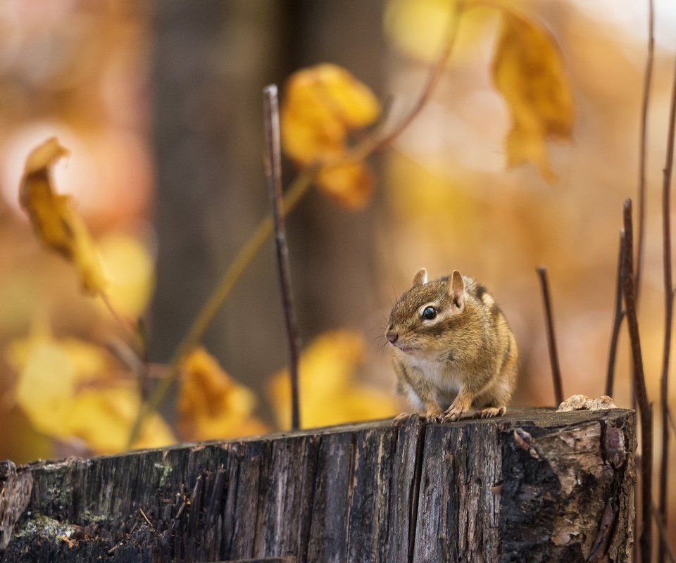 Обои лес, ветки, осень, пень, бурундук, грызун, forest, branches, autumn, stump, chipmunk, rodent разрешение 2048x1518 Загрузить