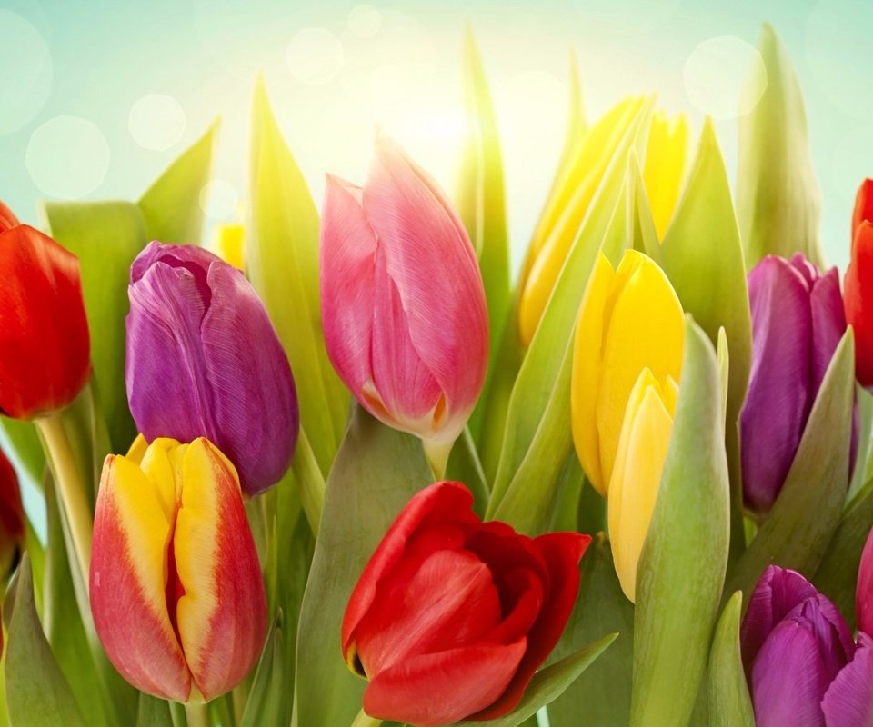 Обои цветы, бутоны, красные, тюльпаны, розовые, яркие, желтые, flowers, buds, red, tulips, pink, bright, yellow разрешение 1920x1200 Загрузить