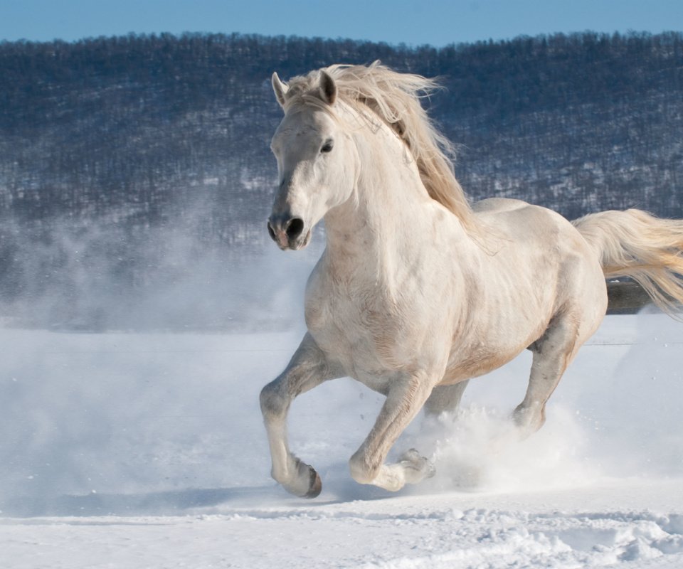 Обои лошадь, снег, зима, конь, бег, жеребец, andrew n dierks, horse, snow, winter, running, stallion разрешение 3872x2592 Загрузить