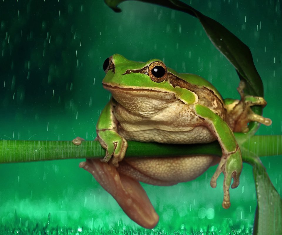 Обои лягушка, дождь, растение, стебель, капли дождя, frog, rain, plant, stem, raindrops разрешение 1920x1200 Загрузить