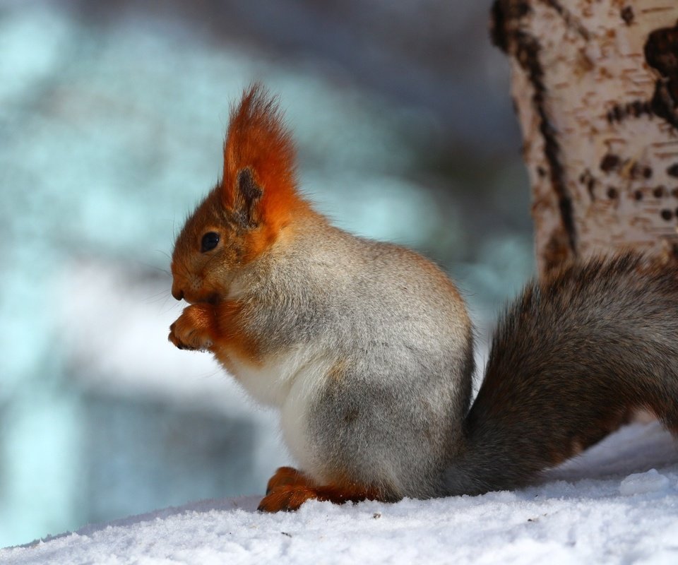 Обои снег, дерево, лес, зима, фон, белка, белочка, snow, tree, forest, winter, background, protein, squirrel разрешение 1920x1200 Загрузить