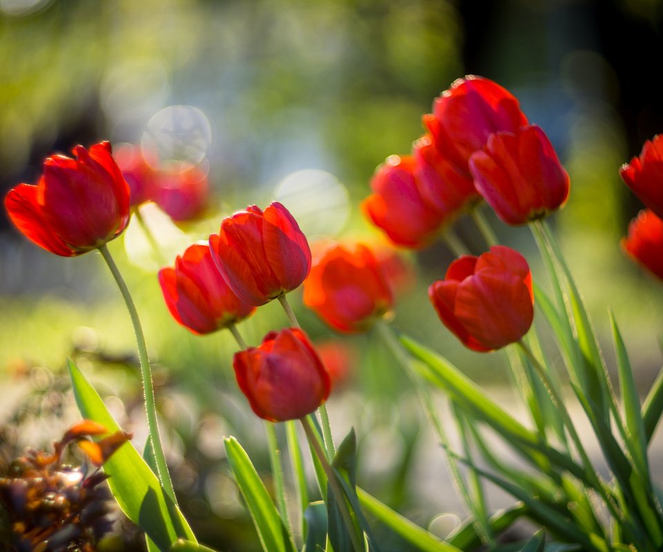 Обои цветы, бутоны, красные, весна, тюльпаны, боке, sorin mutu, flowers, buds, red, spring, tulips, bokeh разрешение 3840x2400 Загрузить