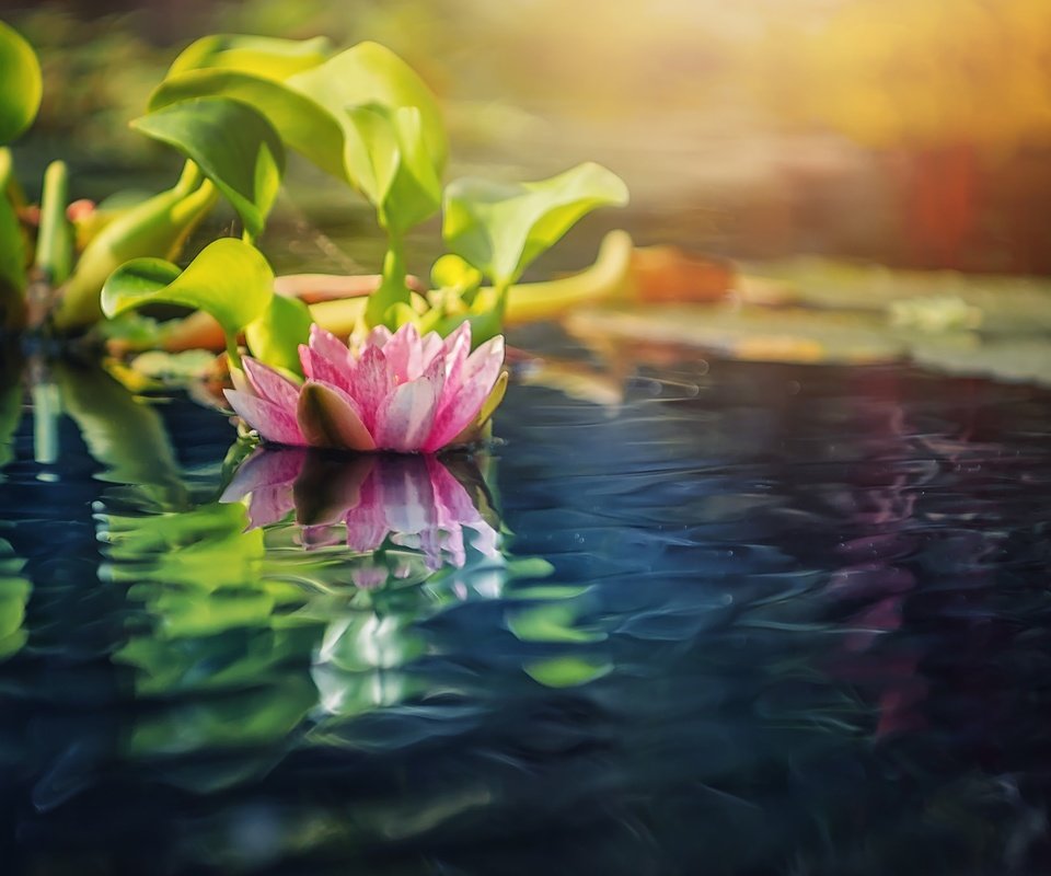 Обои вода, природа, размытость, кувшинка, нимфея, водяная лилия, water, nature, blur, lily, nymphaeum, water lily разрешение 2048x1366 Загрузить