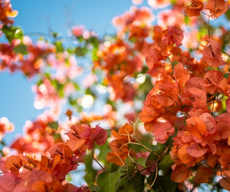 Обои цветы, ветки, лепестки, красные, бугенвиллея, flowers, branches, petals, red, bougainvillea разрешение 1920x1200 Загрузить