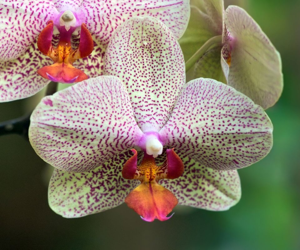 Обои цветы, фон, лепестки, орхидеи, фаленопсис, flowers, background, petals, orchids, phalaenopsis разрешение 1920x1200 Загрузить