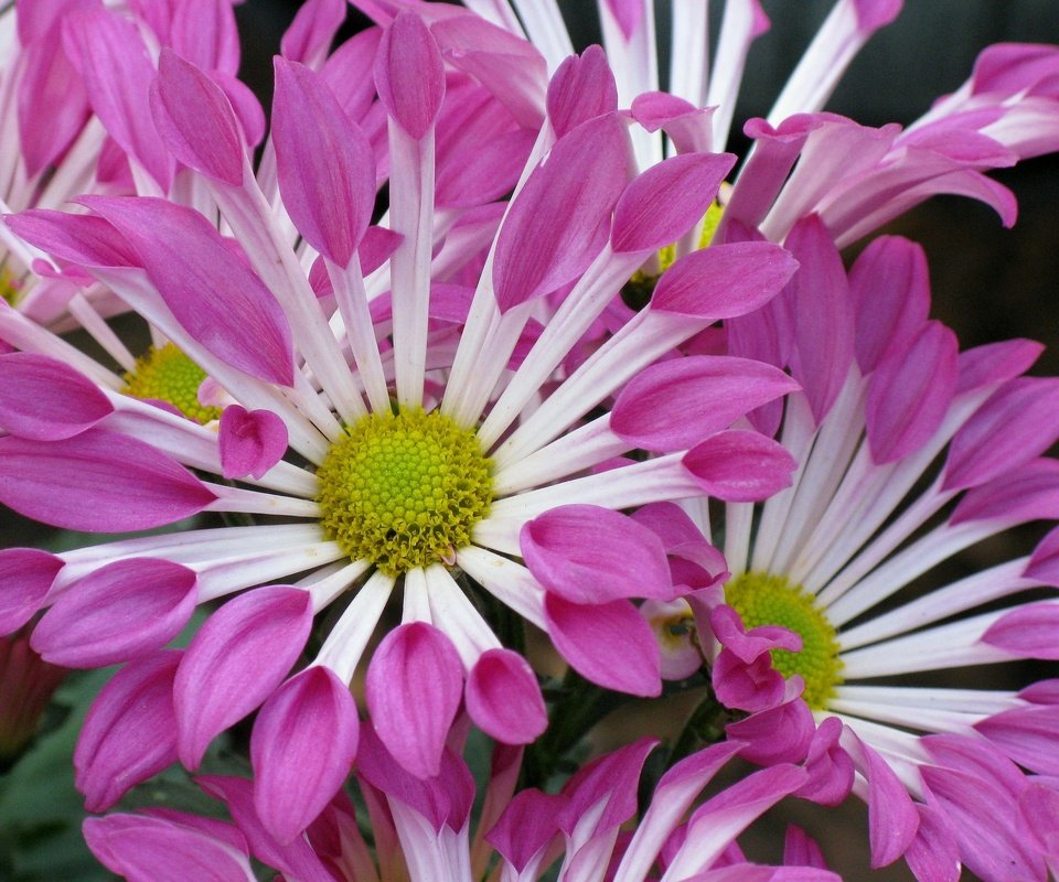Обои цветы, лепестки, хризантемы, крупным планом, flowers, petals, chrysanthemum, closeup разрешение 2048x1499 Загрузить
