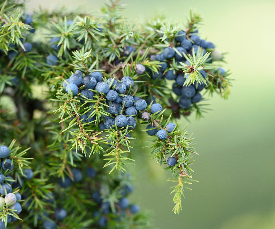 Обои хвоя, макро, ветки, ягоды, плоды, можжевельник, needles, macro, branches, berries, fruit, juniper разрешение 1920x1200 Загрузить