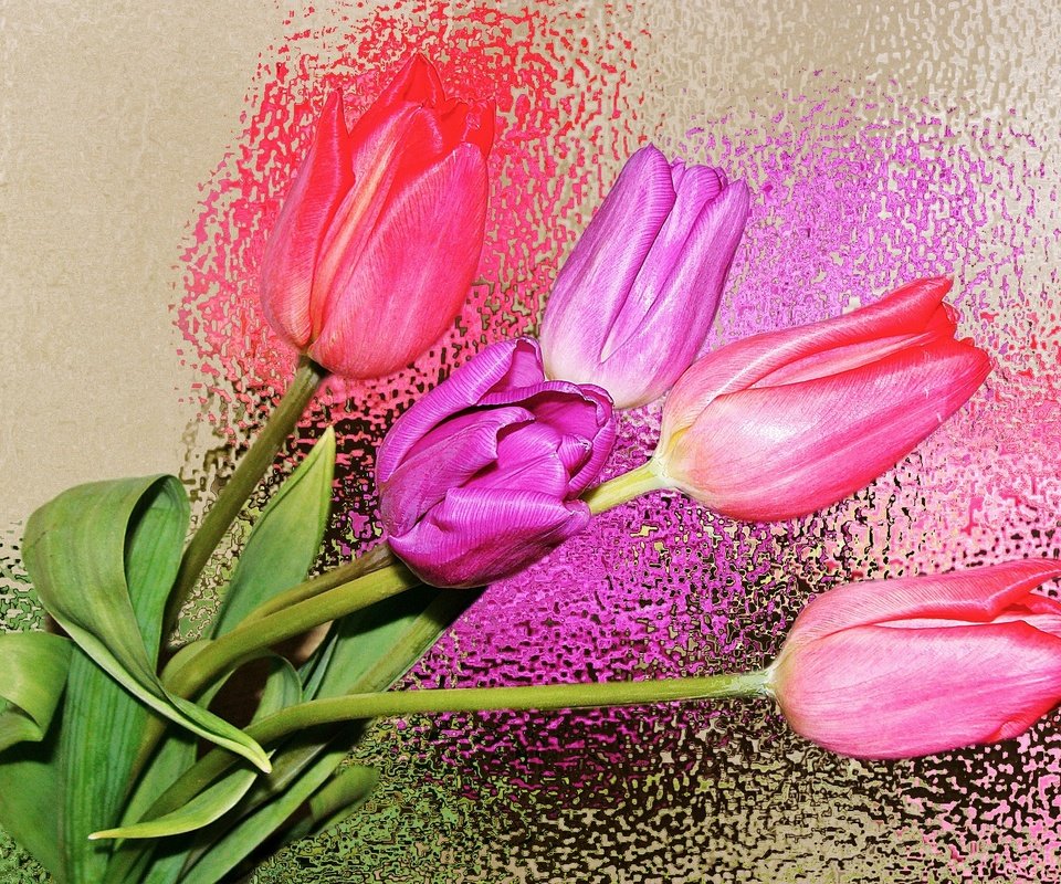 Обои цветы, бутоны, лепестки, размытость, тюльпаны, flowers, buds, petals, blur, tulips разрешение 1920x1080 Загрузить