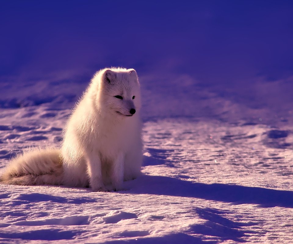 Обои снег, зима, тени, песец, солнечный свет, полярная лисица, арктическая лиса, snow, winter, shadows, fox, sunlight, polar fox, arctic fox разрешение 1920x1200 Загрузить