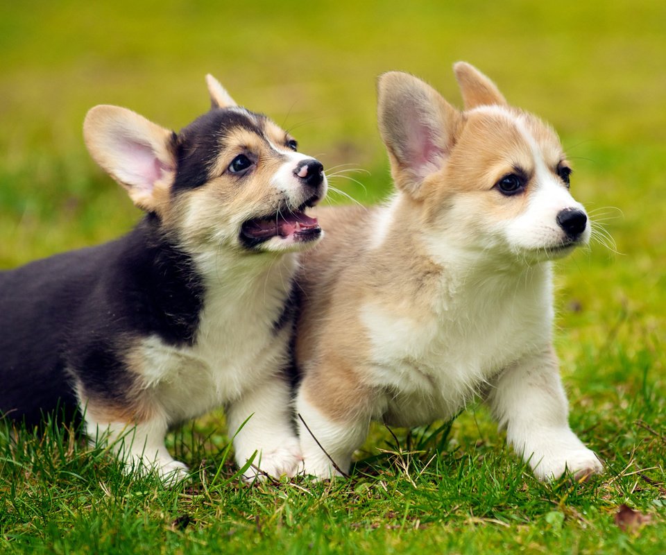 Обои трава, щенок, щенки, собаки, вельш-корги, корги, grass, puppy, puppies, dogs, welsh corgi, corgi разрешение 2880x1800 Загрузить