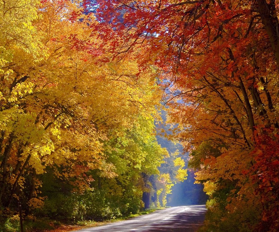 Обои дорога, деревья, лес, осень, солнечный свет, road, trees, forest, autumn, sunlight разрешение 2560x1707 Загрузить