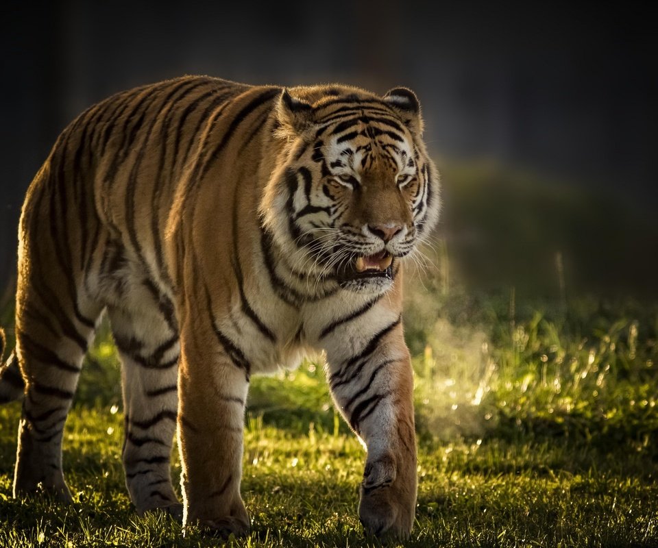 Обои тигр, кошка, хищник, большая кошка, tiger, cat, predator, big cat разрешение 2880x1800 Загрузить