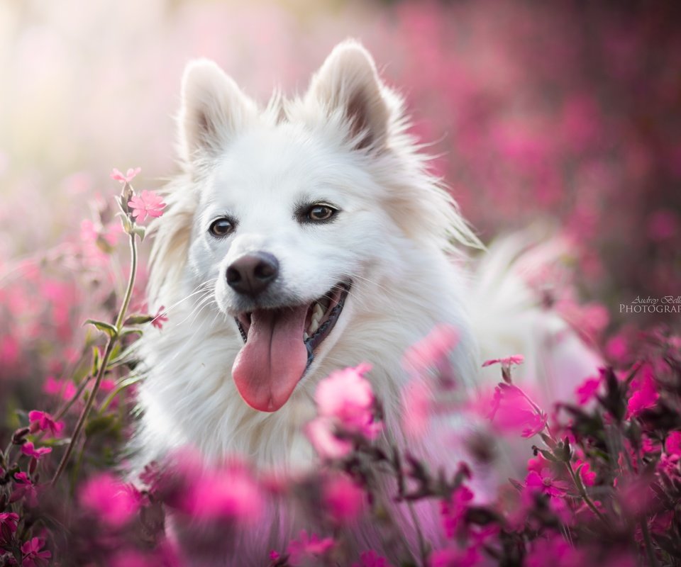 Обои морда, цветы, собака, радость, язык, боке, face, flowers, dog, joy, language, bokeh разрешение 6000x4000 Загрузить