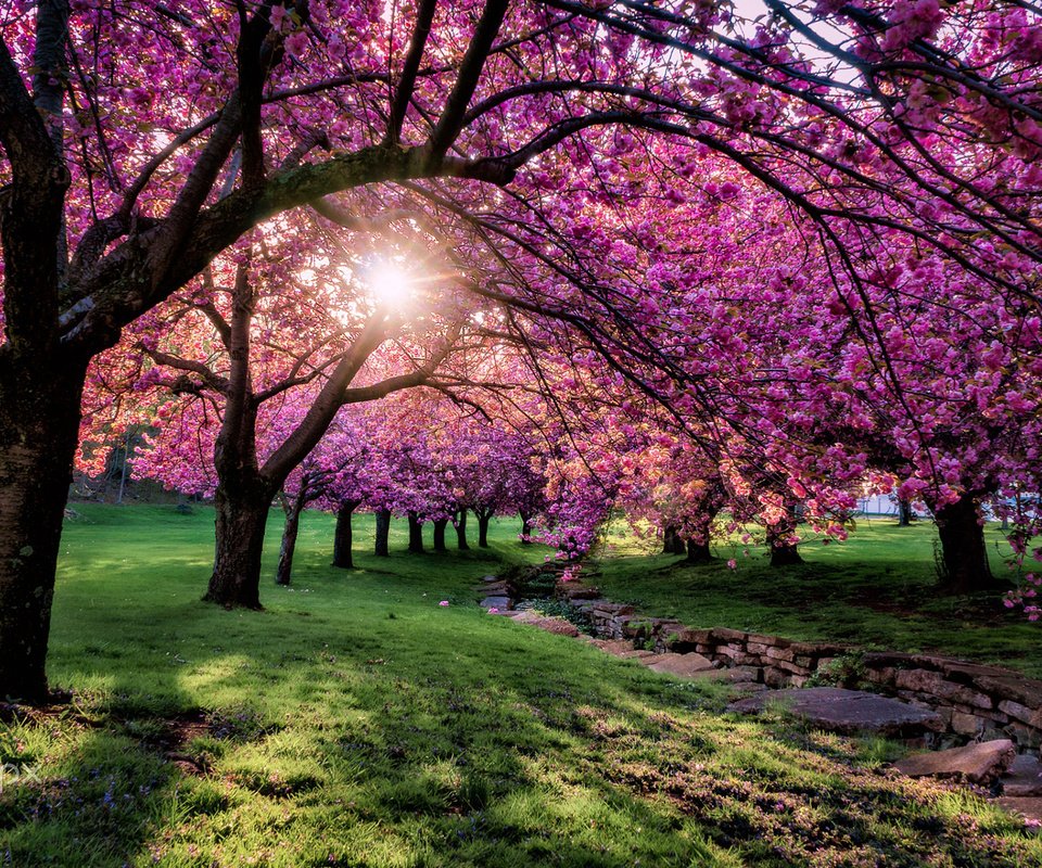 Обои деревья, цветение, парк, ветки, весна, сакура, солнечный свет, trees, flowering, park, branches, spring, sakura, sunlight разрешение 1920x1200 Загрузить