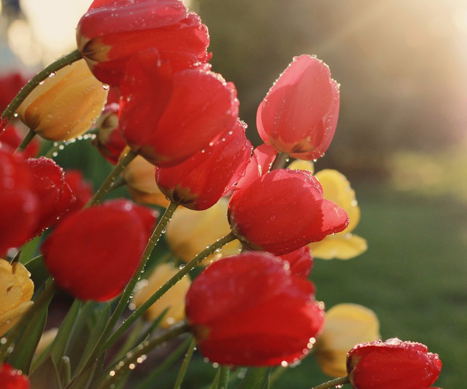 Обои цветы, бутоны, весна, тюльпаны, капельки росы, flowers, buds, spring, tulips, drops of dew разрешение 1920x1200 Загрузить