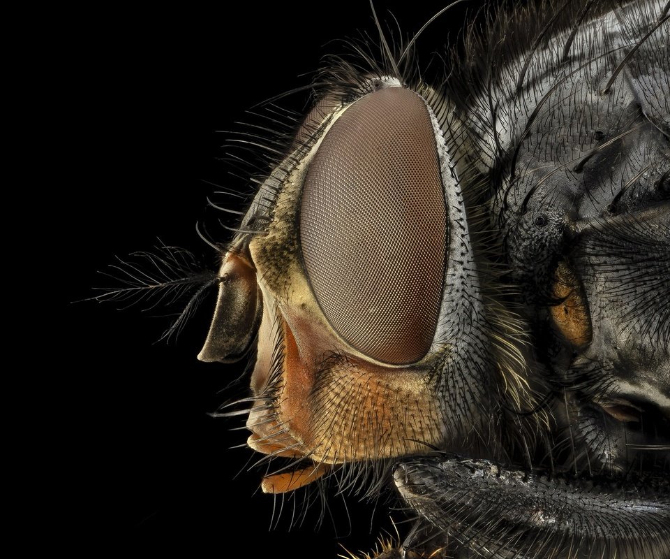 Обои глаза, макро, насекомое, черный фон, муха, крупным планом, eyes, macro, insect, black background, fly, closeup разрешение 1920x1280 Загрузить