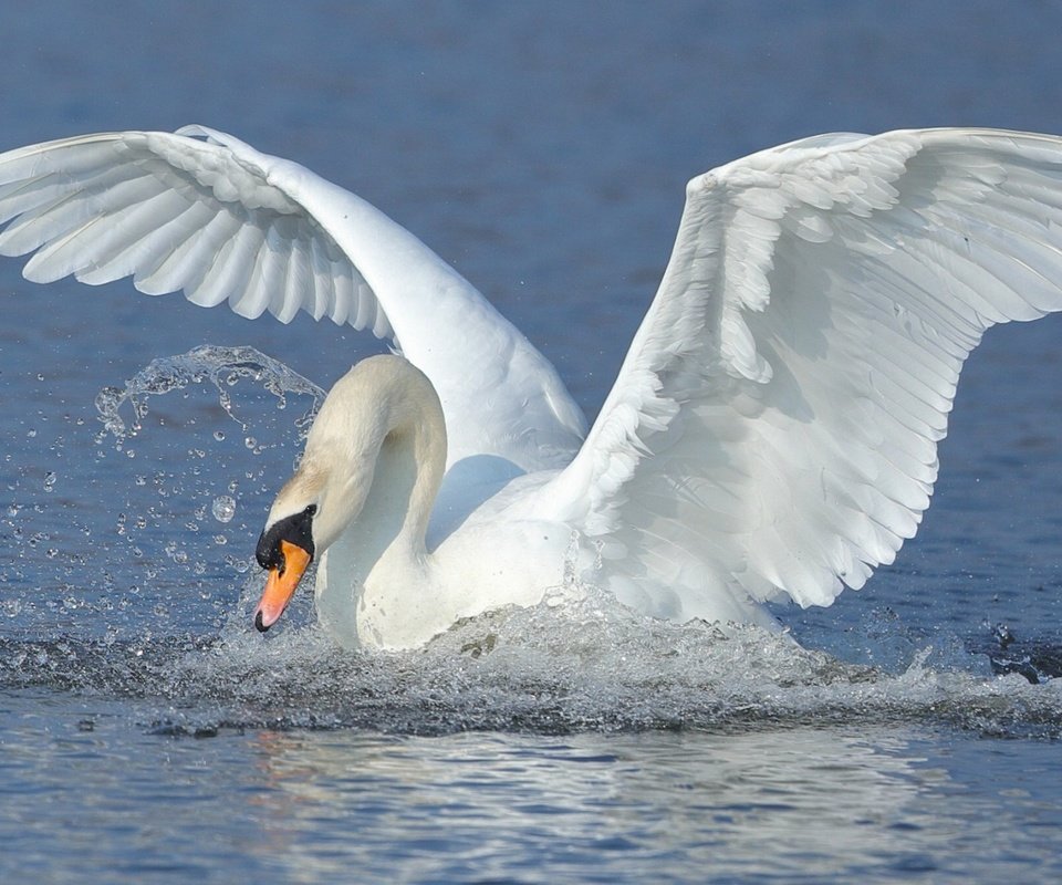 Обои вода, крылья, брызги, птица, взмах, лебедь, water, wings, squirt, bird, stroke, swan разрешение 1920x1200 Загрузить