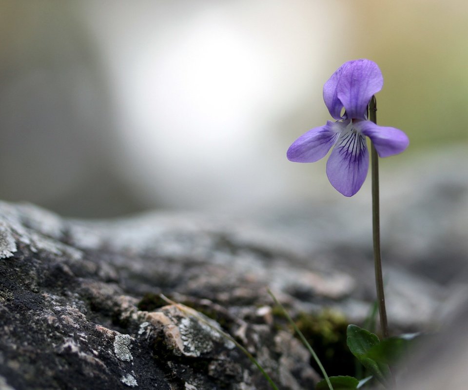 Обои природа, фон, цветок, боке, фиалка, nature, background, flower, bokeh, violet разрешение 2880x1800 Загрузить